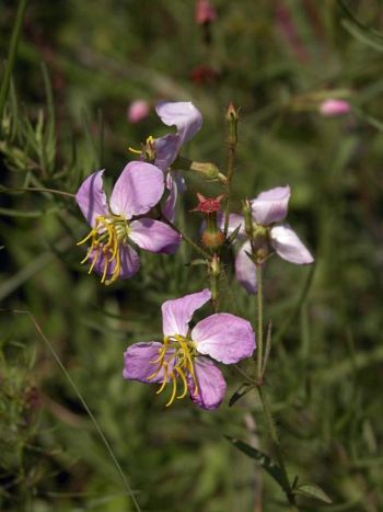 Rhexia mariana 